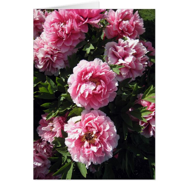 Pink Peonie Bunch (Front)