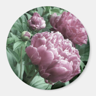 Pink Peonies Magnets