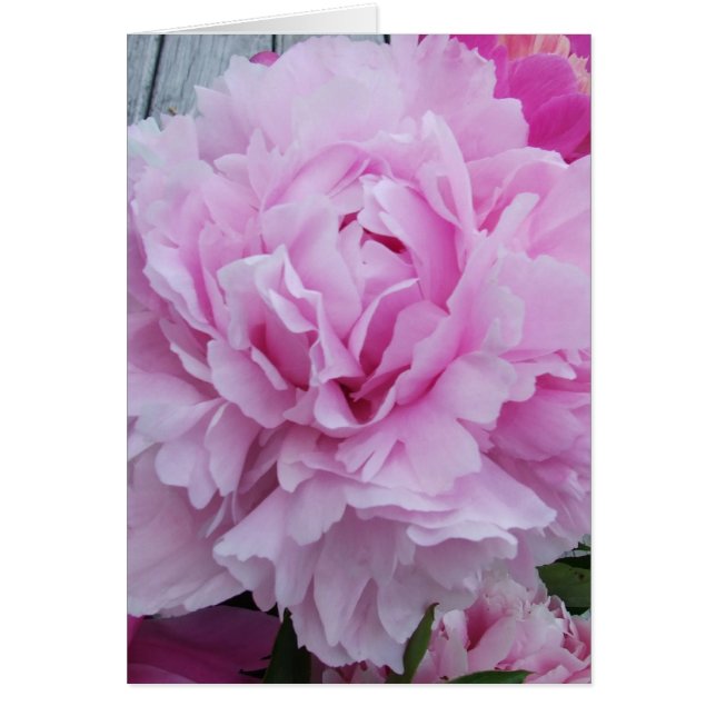 Pink Peonies / Peony (Front)