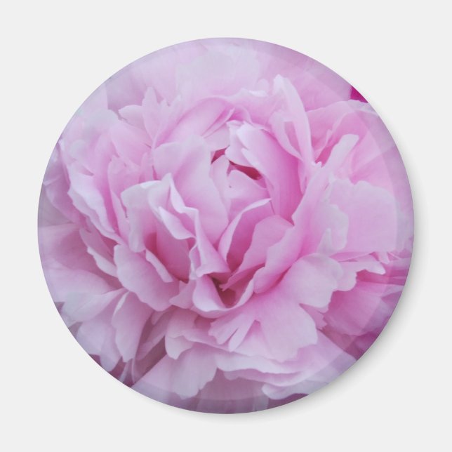 Pink Peonies / Peony Magnet (Front)