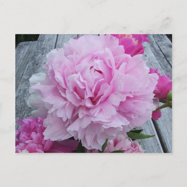 Pink Peonies / Peony Postcard (Front)