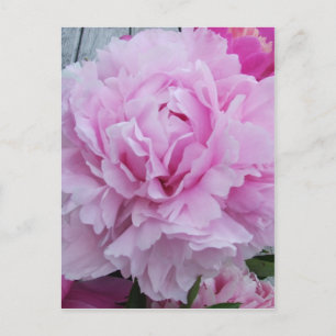Pink Peonies / Peony Postcard