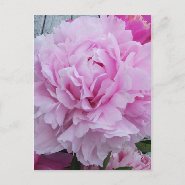 Pink Peonies / Peony Postcard (Front)