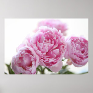 pink peonies poster