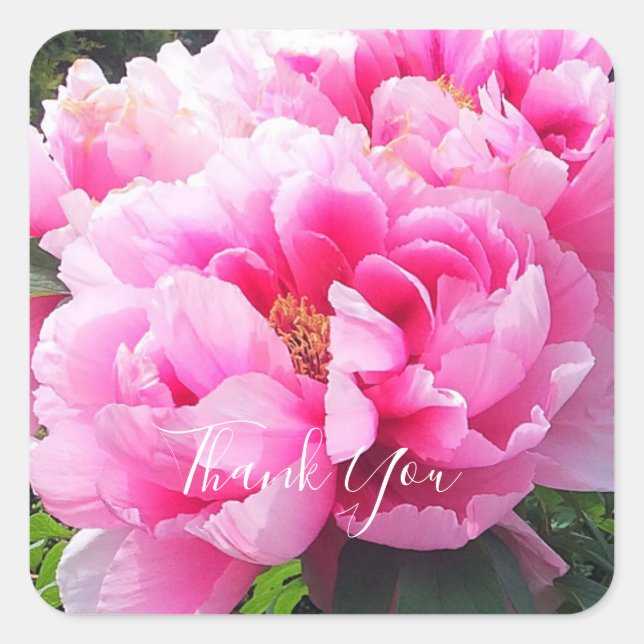 Pink Peonies Square Sticker (Front)
