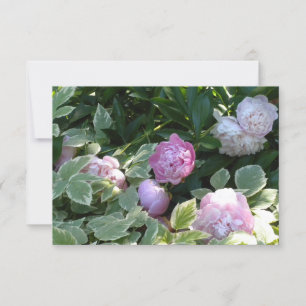 Pink Peony