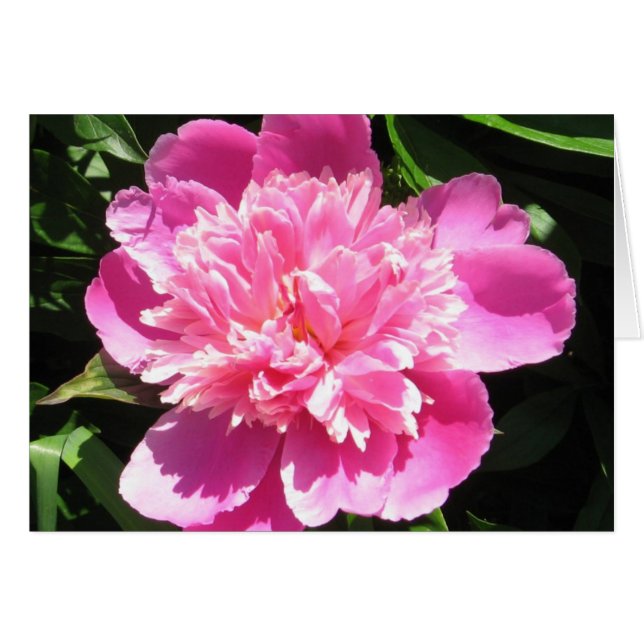 Pink Peony (Front Horizontal)