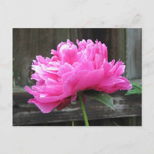 Pink Peony Bloom Postcard (Front)