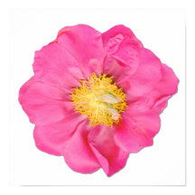 Pink Peony Blossom Botanical Wall Art Poster