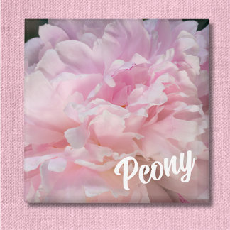 Pink Peony Blossom For Peony Lovers Magnet