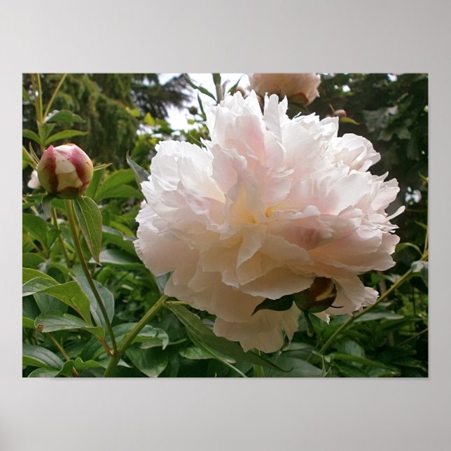 Pink Peony Blossom. Poster (Front)