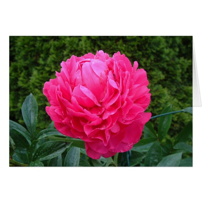 Pink Peony Card (Front Horizontal)