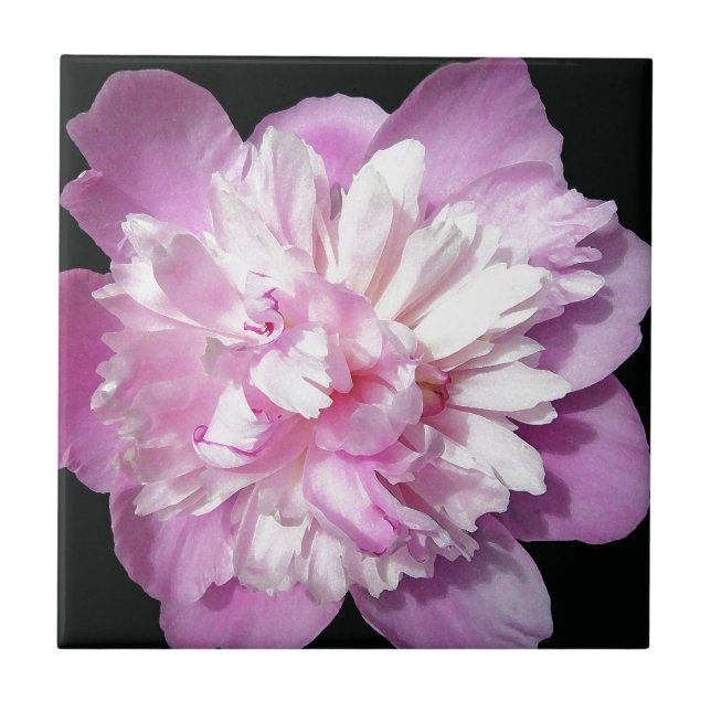 Pink Peony Ceramic Tile (Front)