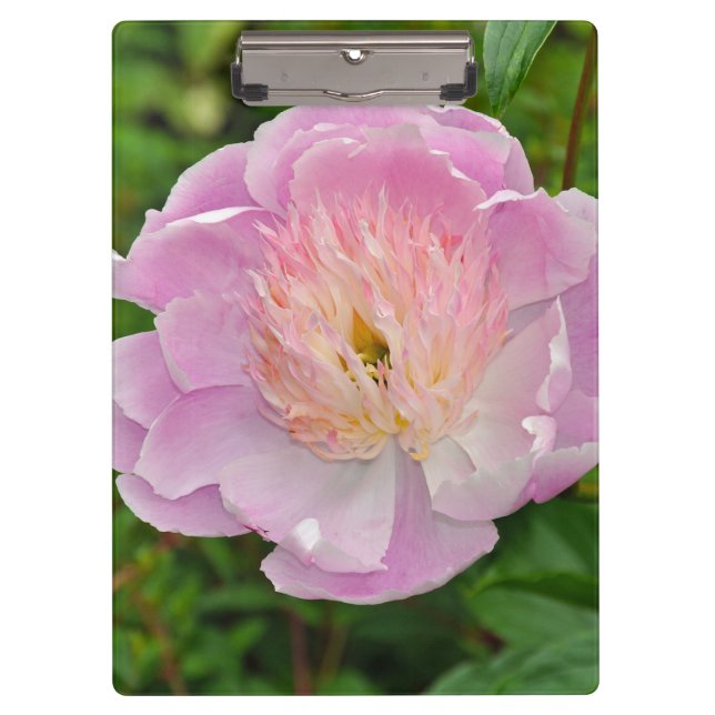 Pink peony flower clipboard (Front)