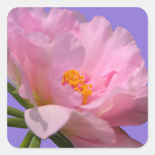 Pink Peony Flower Sticker