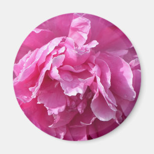 Pink Peony Magnet