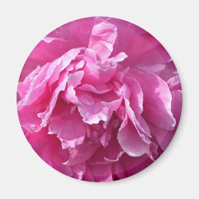 Pink Peony Magnet (Front)
