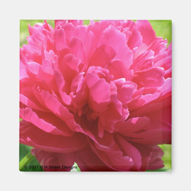 Pink Peony Magnet (Front)