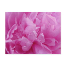 Pink Peony Petals post card