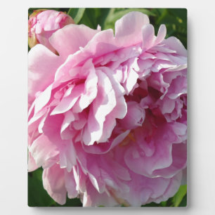 Pink Peony photo cottage farmhouse floral garden Plaque