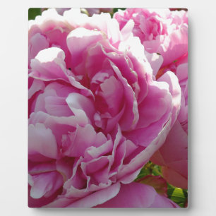 Pink Peony photo cottage farmhouse floral garden Plaque