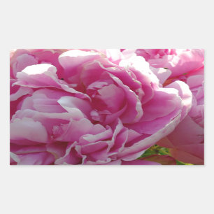 Pink Peony photo cottage farmhouse floral garden Rectangular Sticker