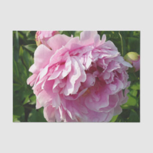 Pink Peony photo cottage farmhouse floral garden Tissue Paper