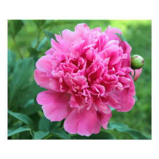 Pink Peony Photo Print