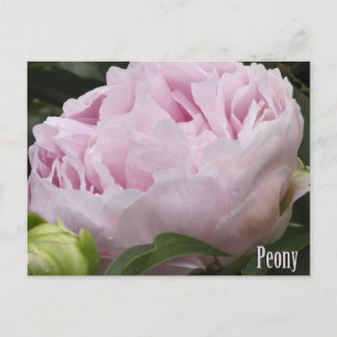Pink Peony Photograph Postcard