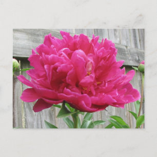 Pink Peony Postcard