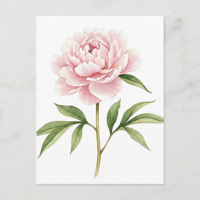 Pink Peony Postcard (Front)