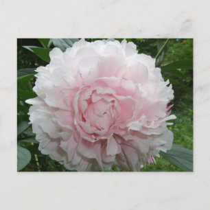 Pink Peony Postcard