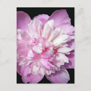 Pink Peony Postcard