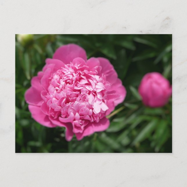 Pink Peony Postcard (Front)