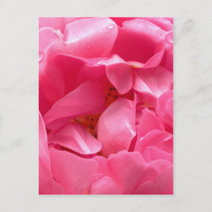 Pink Peony Postcard