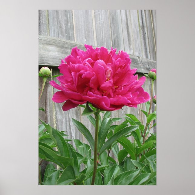 Pink Peony Poster (Front)