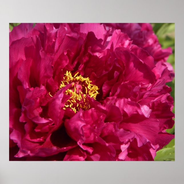 Pink Peony Poster Print (Front)