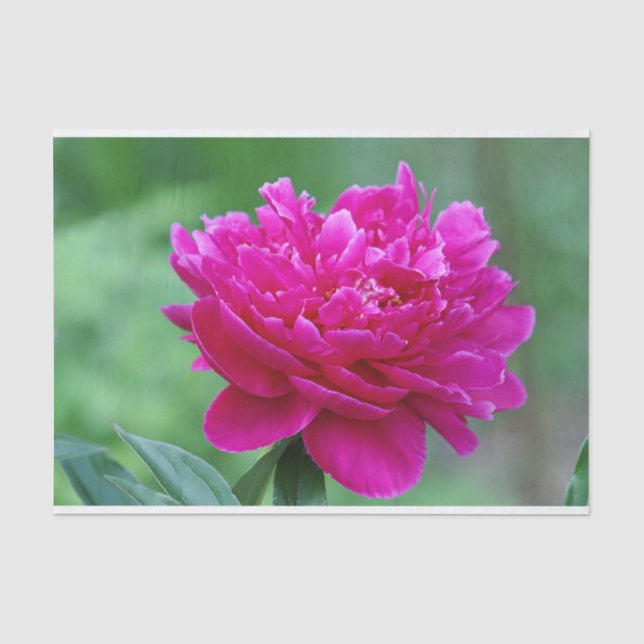 Pink Peony Tissue Paper (Front)