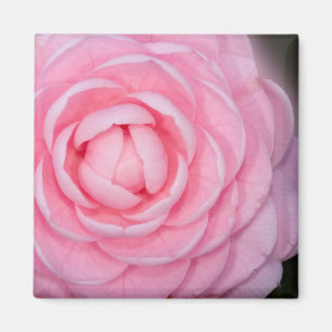 Pink Perfection Camellia Magnet