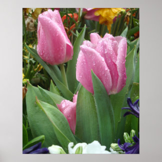 Pink Petal Tulips Nestled In The Leaves 2 Poster
