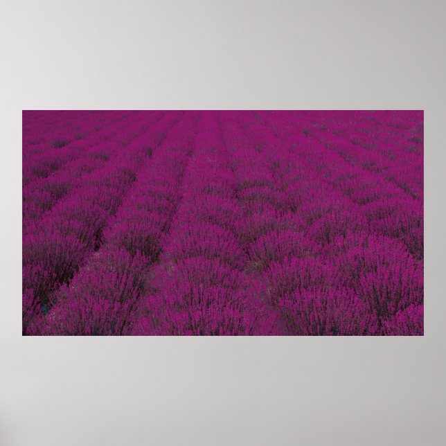 Pink petaled flower field poster (Front)