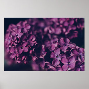 PINK-PETALED FLOWER POSTER