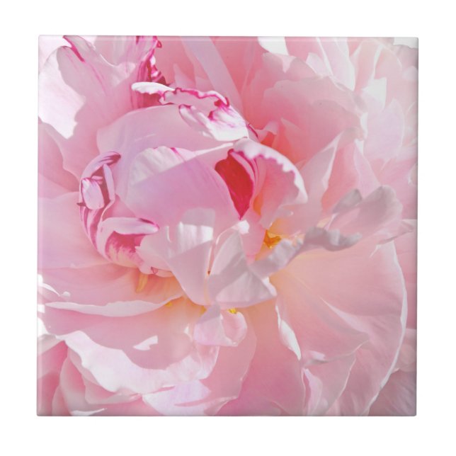 pink petals ceramic tile (Front)