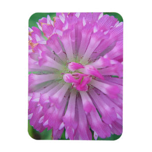 Pink petals magnet