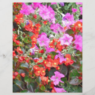 Pink petunia and red geraniums
