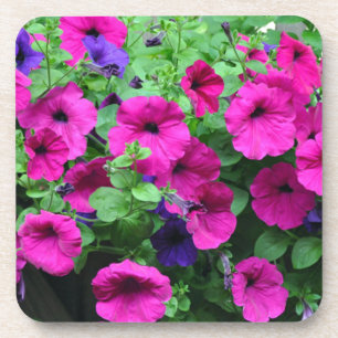 Pink petunia beauty coaster