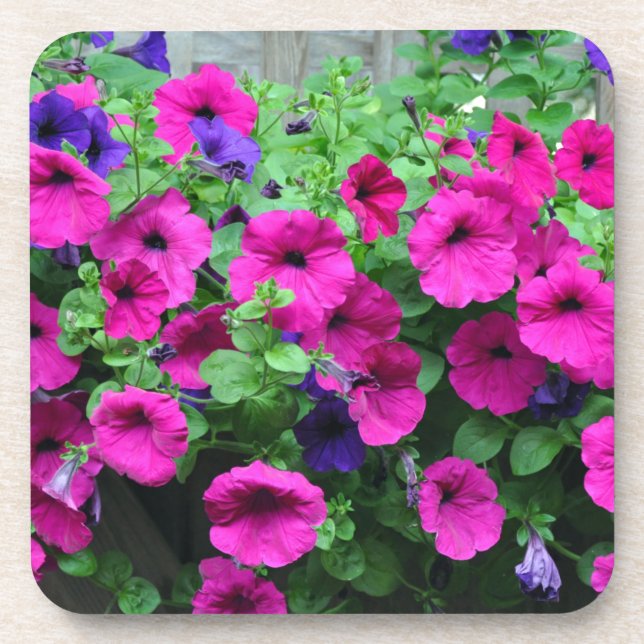 Pink petunia beauty coaster (Front)