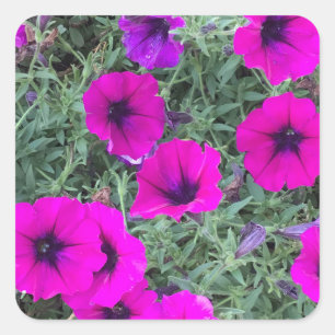 Pink Petunia Closeup Sticker