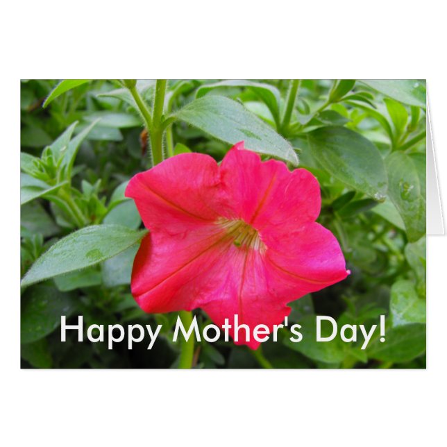 Pink Petunia Flower (Front Horizontal)