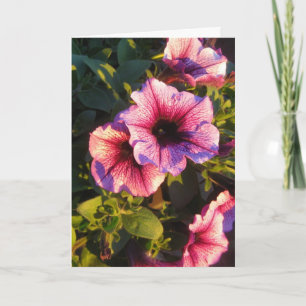 Pink Petunia Flower Garden Card